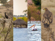 تھر کی مصنوعی جھیل ’’گورانو‘‘ جو پرندوں کا ٹھکانہ بنی