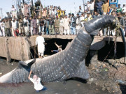 شارک کے تحفظ پر تین روزہ عالمی کانفرنس کا آغاز