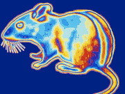 آنکھوں میں نینو ذرات کی بدولت چوہے رات میں دیکھنے لگے