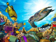 سمندری حرارت بحری حیات کےلیے جنگل کی آگ ثابت ہورہی ہے