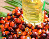 201213 پام آئل کی درآمدات میں کمی ریکارڈ