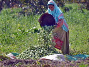 خواتین کو ملازمت کی جگہ پر مسائل کا سامنا ہے ایکسپریس فورم