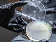 جینیاتی انجینئرنگ کے ذریعے درختوں سے ماحول دوست پلاسٹک کی تیاری