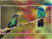 حیاتیاتی تنوع کا زوال انسانی خوراک کی کمی سنگین مسئلہ بن جائے گی