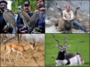 پنجاب میں جنگلی حیات کی بقا امید افزاء اقدامات