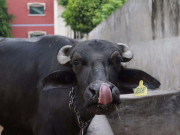 انٹرنیشنل بیفلو کانگریس 2019