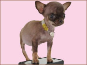 کتے مریکل ملی کی 49 کلوننگ کاپیاں تیار