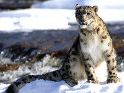 پاکستان میں برفانی چیتوں کا مستقبل داؤ پر لگ گیا