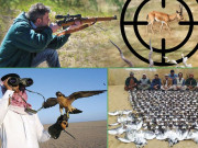 پنجاب میں جنگلی حیات کی بقاء