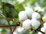 چین کا کاٹن ریزروز میں اضافے کا اعلان عالمی سطح پر قیمتوں میں تیزی 