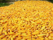 مکئی کی بھرپور پیداوار کیلیے بروقت کھادوں کے استعمال کی ہدایت 