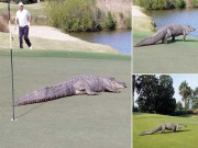 گالف کورٹ کی جھاڑیوں سے اچانک 11 فٹ لمبا مگرمچھ نکل آیا