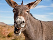 گداگری نہیں گدھاگری