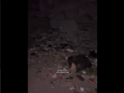 اسرائیلی بربریت میں غزہ کا نظامِ صفائی بھی تباہ، چوہوں کی بھرمار، ویڈیو