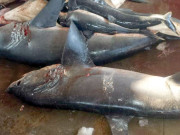 کراچی میں شارک کے گوشت کی فروخت کا انکشاف