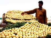  پاکستان میں بغیر بیج کے امرود کی کاشت شروع کر دی گئی