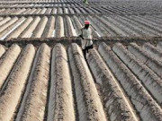 بلوچستان کے11 پنجاب کے 66 فیصد کاشتکار زرعی قرضے لے چکے