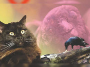 کالی بلّی سے دیوار پر بیٹھے کوے تک