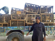 پرندوں کو آزادی سے روشناس کراتا محکمہ وائلڈ لائف کا ہونہار اہلکار