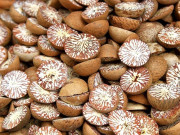 ربڑ سول کی آڑ میں چھالیہ اسمگل کرنے کی کوشش ناکام