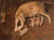 لاہور سفاری پارک میں سفید شیرنی کا ہاں بھورے بچوں کی پیدائش