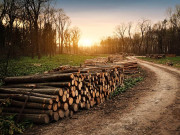  شکاری اور ٹمبر مافیا ہوجائے ہوشیار، حکومت پنجاب جنگلات محفوظ بنانے کےلیے سرگرم