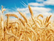 گندم کی قیمت فروخت وفاق کا پنجاب کی تجویز ماننے سے انکار