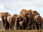 ہاتھی…ایک جہانِ حیرت