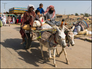 گدھا قابل احترام ہے