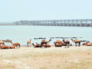 دریاؤں کے بہاؤ میں رکاوٹ پر جدید سائنس کی تحقیق