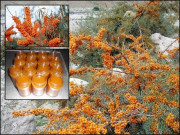 جادوئی جھاڑی پہاڑی علاقوں کی قسمت بدل سکتی ہے