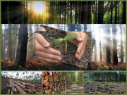 پاکستان کو جنگلات بڑھانے کی ہنگامی منصوبوں کی ضرورت