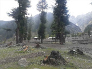 ملاکنڈ کے پہاڑی علاقوں میں پابندی کے باوجود درختوں کی کٹائی