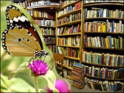 پھول تتلیاں اور لائبریری