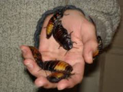  امریکی نوجوان نے اپنے شوق کی خاطر لاکھوں لال بیگ پال رکھے ہیں