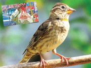 دیسی نسل کی چڑیا پکڑنے کا دھندہ عروج پر پہنچ گیا