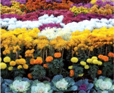 پاکستان میں 8 ہزار ایکڑ پر پھولوں کی کاشت   