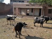 بدین میں 7سال سے بند گرلز اسکول کو وڈیرے نے گودام بنالیا