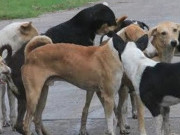 کتوں کی بہتات سے سگ گزیدگی کے واقعات بڑھ گئے