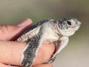 کچھوے کے بچوں کی بڑی تعداد پلاسٹک سے مرنے لگی