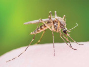 کئی افراد کو مچھر زیادہ کیوں کاٹتے ہیں