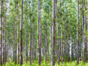 حکومتِ سندھ کی شجرکاری کے لیے 5 ہزار جگہوں کی پیشکش