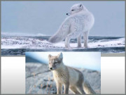 ساڑھے تین ہزار کلومیٹر کا سفر طے کرنے والی لومڑی