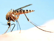 ملیریا سے نمٹنے کے لیے نئی تکنیک    