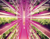 موسمیاتی تبدیلی پاکستان کیلیے ہائیڈرو پونک ٹیکنالوجی ناگزیر