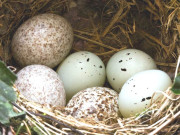 پرندوں کے بچے انڈوں میں بھی ایک دوسرے سے رابطہ کرتے ہیں