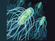 دو نئی اینٹی بایوٹکس دریافت