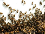 کنری شہد کی مکھیوں کا گاؤں پر حملہ6 بچوں سمیت 10افراد زخمی 