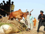 سپرہائی وے مویشی منڈی کا افتتاح آج ہوگا