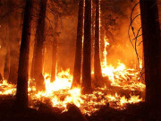 خیبرپختونخوا میں سونامی مہم کو جھٹکا 12 لاکھ درخت جل گئے